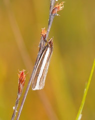 Corynophora lativittalis