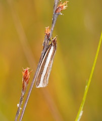 Corynophora lativittalis