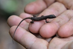 Echinosaura