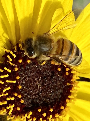 iNaturalist observation photo of Western Honey Bee