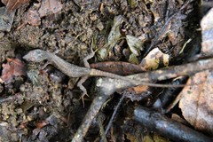 Echinosaura