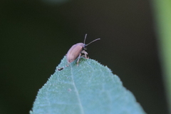 Colaspis cribricollis