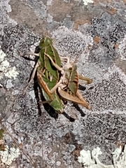 Alcamenes granulatus