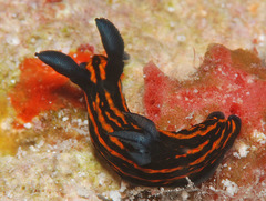 Roboastra gracilis