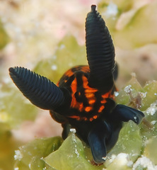 Roboastra gracilis