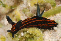 Roboastra gracilis