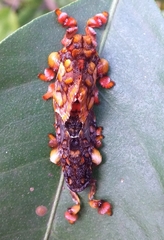 Phobetron hipparchia