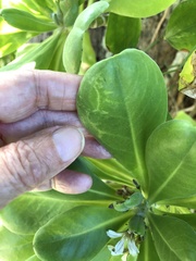 Cucumber mosaic virus