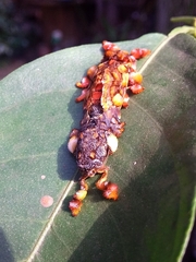 Phobetron hipparchia