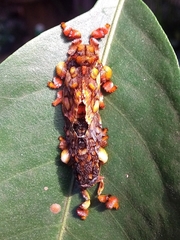 Phobetron hipparchia