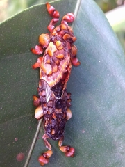 Phobetron hipparchia