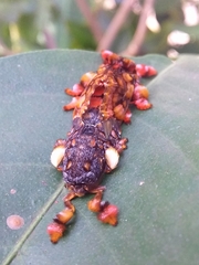 Phobetron hipparchia