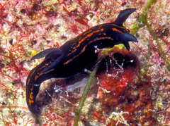 Roboastra gracilis