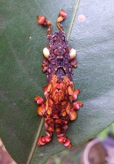 Phobetron hipparchia