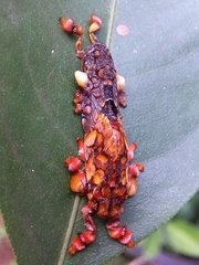 Phobetron hipparchia