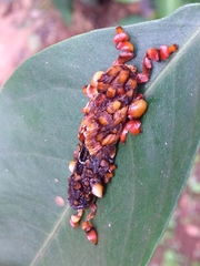 Phobetron hipparchia