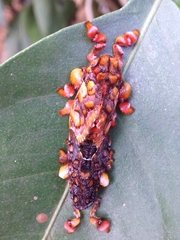 Phobetron hipparchia