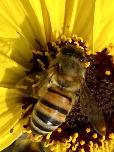 iNaturalist observation photo of Western Honey Bee