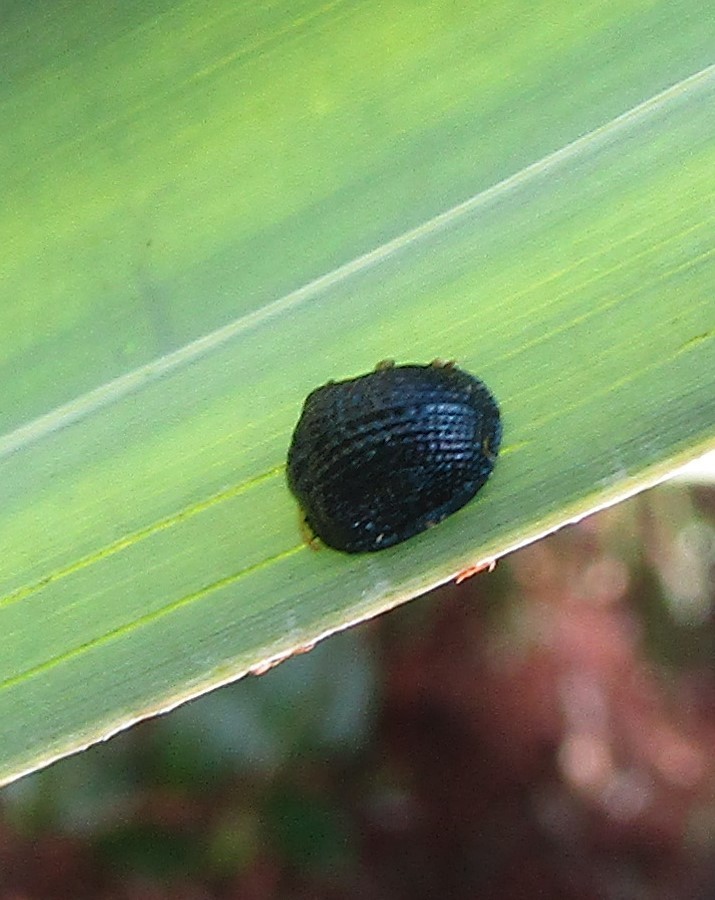 Palmetto Tortoise Beetle from Coconut Creek, FL, USA on December 05 ...