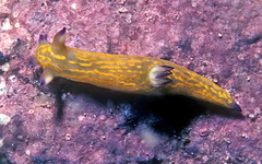 Roboastra gracilis