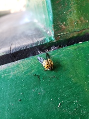 Harmonia axyridis