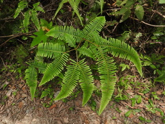 Dicranopteris pedata
