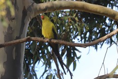 Polytelis anthopeplus anthopeplus
