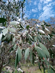 Eucalyptus stellulata