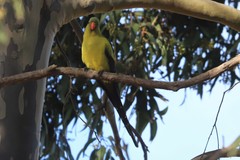 Polytelis anthopeplus anthopeplus