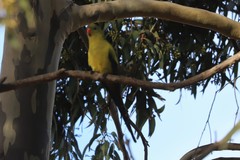 Polytelis anthopeplus anthopeplus