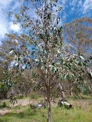 Eucalyptus stellulata