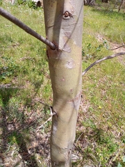 Eucalyptus stellulata