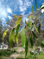 Eucalyptus stellulata