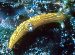 Roboastra gracilis