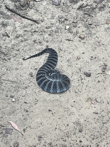Southern Death Adder sighting