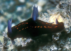 Roboastra gracilis