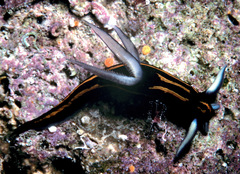 Roboastra gracilis