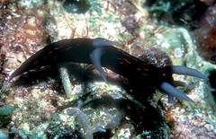 Roboastra gracilis