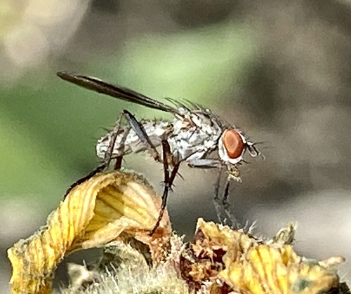 iNaturalist observation photo of Brachyceran Flies