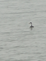 Aechmophorus clarkii