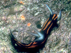 Roboastra gracilis
