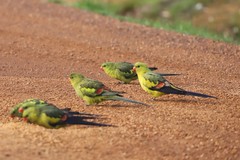 Polytelis anthopeplus anthopeplus