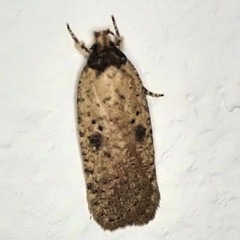 Agonopterix subpropinquella