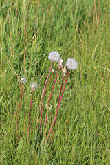 Agoseris glauca glauca