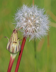 Agoseris glauca glauca