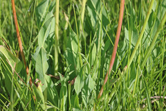 Agoseris glauca glauca