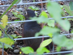 Pteroptochos castaneus