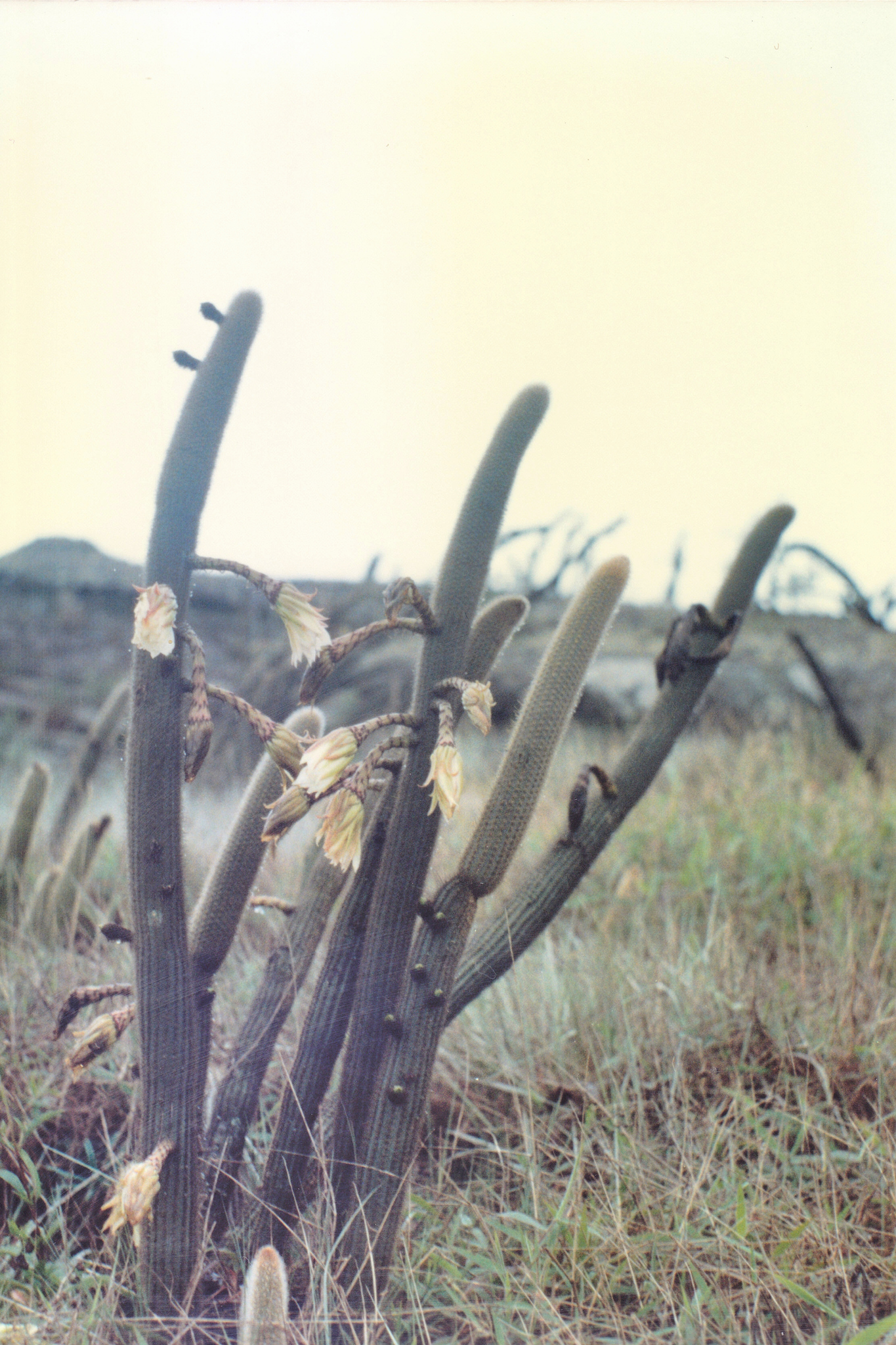 Arthrocereus