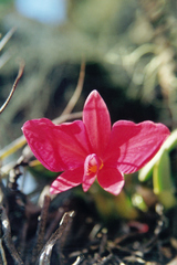 Cattleya coccinea