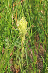 Castilleja cusickii